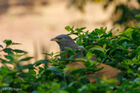 Merle unicolore, Achrol, Inde