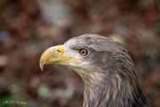 Aigle pêcheur, zoo de Pont-Scorff
