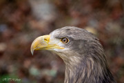 Aigle pêcheur, zoo de Pont-Scorff