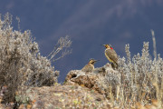 Pics des rochers, Pérou