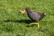 Gallinule poule-d'eau