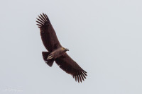 Condor juvénile, Pérou