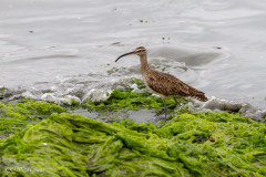 Courlis corlieu, Pérou