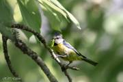 Mésange bleue au nourissage des petits