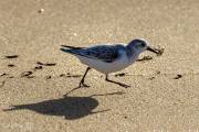 Becasseau sanderling