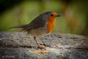 Rouge gorge