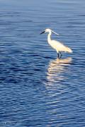 Aigrette garzette