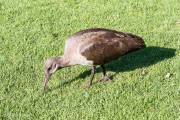 Ibis Hagedash