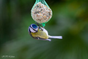 Mésange bleue