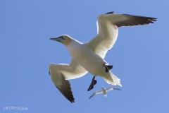 Fou de Bassan, Ile Bonaventure, Canada