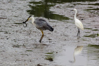 Héron cendré et aigrette garzette
