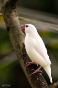 Canari blanc