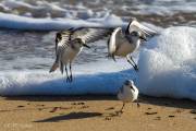 Becasseau sanderling