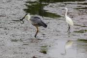 Héron cendré et aigrette garzette