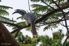 Calao de Gingi, Udaipur, Inde
