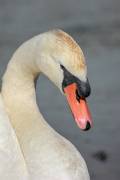 Cygne tuberculé