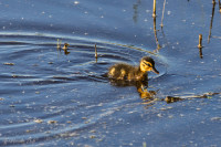 Petit canneton de colvert