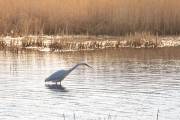 Grande aigrette