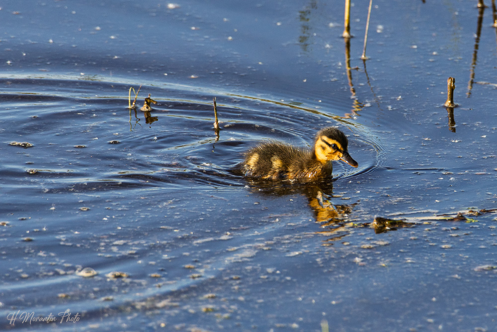 Petit canneton de colvert