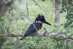 Martin pêcheur géant, Afrique du Sud