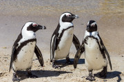 Manchots du Cap, Afrique du Sud