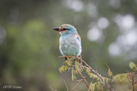 Rollier à longs brins, Afrique du Sud
