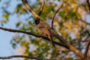 Bulbul à ventre rouge, Achrol, Inde