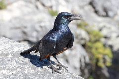 Merle métallique, Afrique du Sud