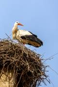 Nid de cigogne, Ifrane, Maroc