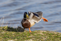 Canard Colvert