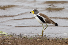 Vanneau à tête blanche, Afrique du Sud