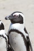 Manchots du Cap, Afrique du Sud