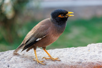 Martin triste, Delhi, Inde