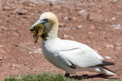 Fou de Bassan, Ile Bonaventure, Canada