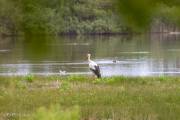 Cigogne blanche