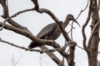 Ibis hagedash, Afrique du Sud