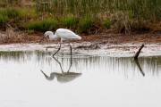 Aigrette garzette