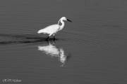 Aigrette garzette