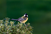 Mésange charbonnière