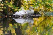 Cygnes à la toilette