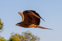 Milan noir Indien, Agra, Inde