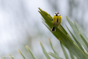 Mésange bleue
