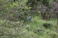 Martin pecheur à tête brune, Afrique du Sud