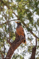 Martin triste, Achrol, Inde