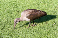 Ibis Hagedash, Afrique du Sud