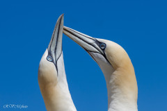 Fou de Bassan, Ile Bonaventure, Canada
