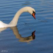 Cygne blanc