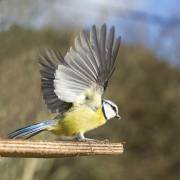 Mésange bleue à l'envol