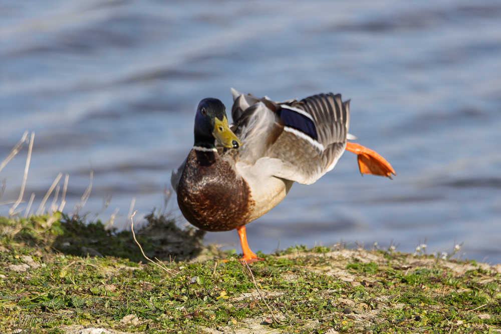Canard Colvert