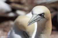 Fou de Bassan, Ile Bonaventure, Canada